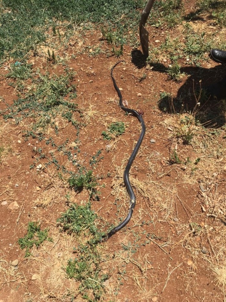 Eve giren yılanı itfaiye ekipleri yakaladı