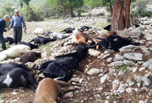 Tarsus'ta yıldırım düştü; 25 küçükbaş öldü