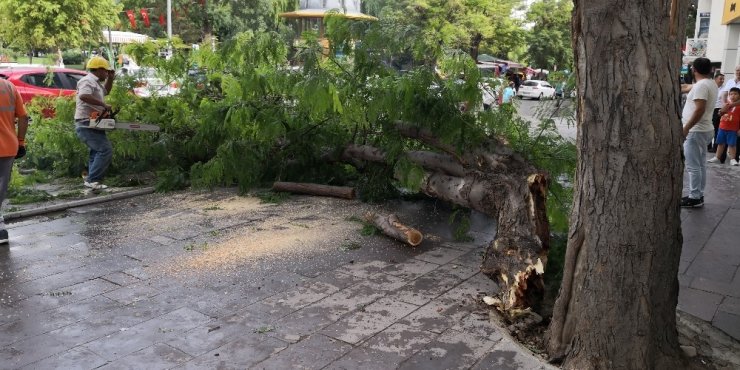 Aksaray’da ağaç devrildi: 2 yaralı