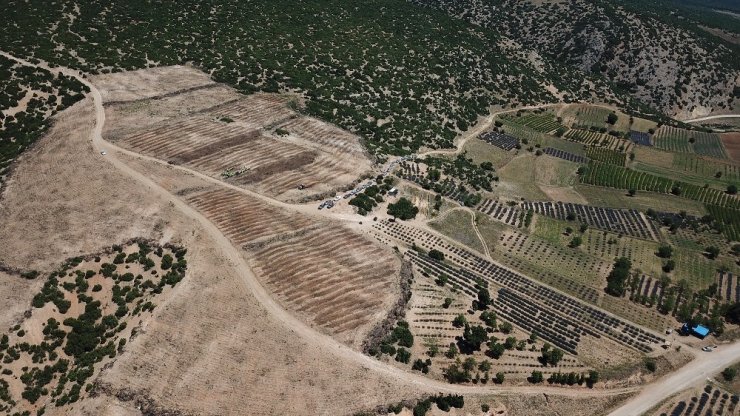 Isparta’da, OGM tarafından son 2 yılda 305 bin lavanta fidanı desteği sağlandı