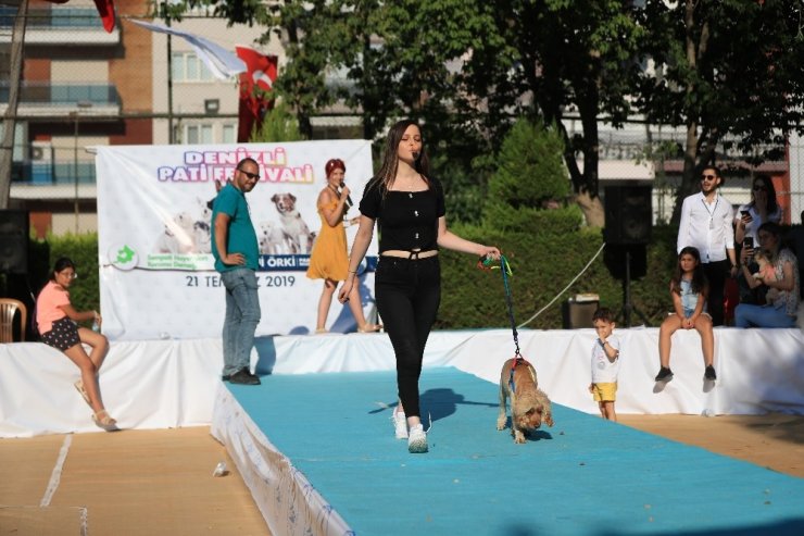 Sokak hayvanları yararına yapılan ‘Pati Festivali’ renkli gençti