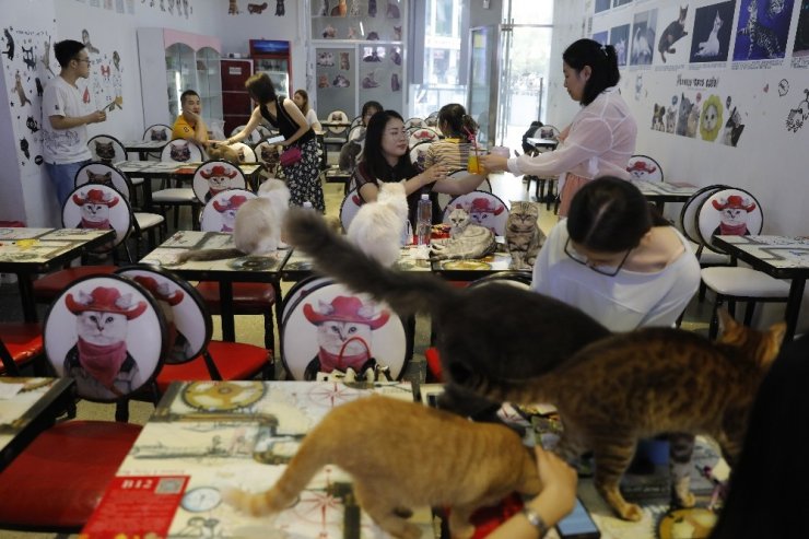Çin’de evcil hayvan kafeleri gençlerin uğrak yeri oldu