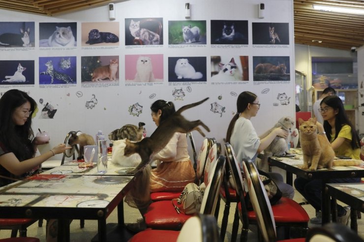 Çin’de evcil hayvan kafeleri gençlerin uğrak yeri oldu