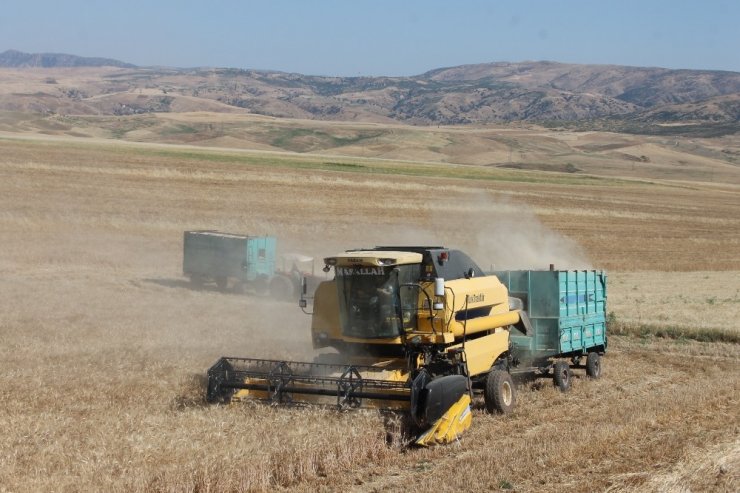 Siirt’te yüzde 70 verimi artan buğday, çiftçinin yüzünü güldürdü