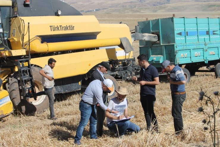 Siirt’te yüzde 70 verimi artan buğday, çiftçinin yüzünü güldürdü