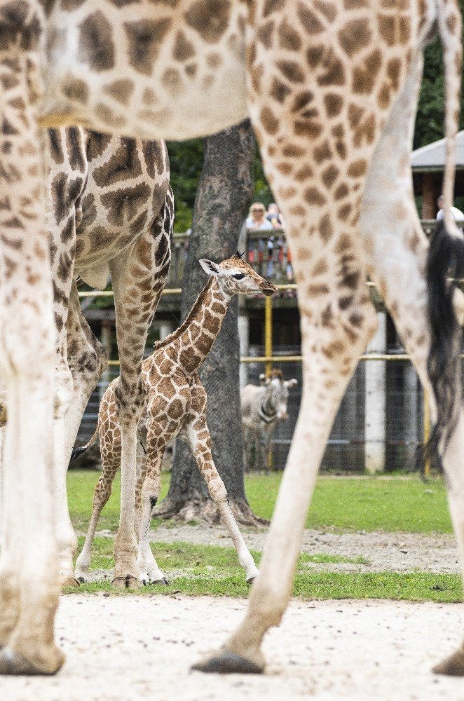 Hayvanat bahçesindeki yavru zürafa ilgi odağı oldu