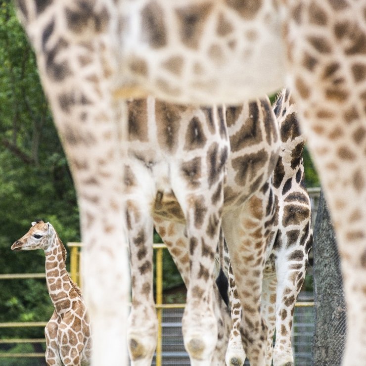 Hayvanat bahçesindeki yavru zürafa ilgi odağı oldu