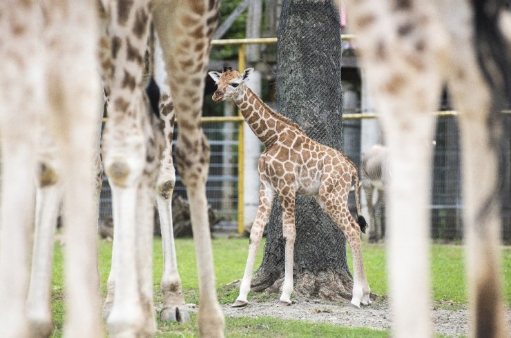 Hayvanat bahçesindeki yavru zürafa ilgi odağı oldu