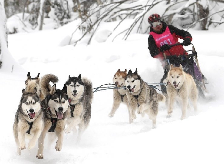 Avustralya’da 29. köpek kızak yarışları