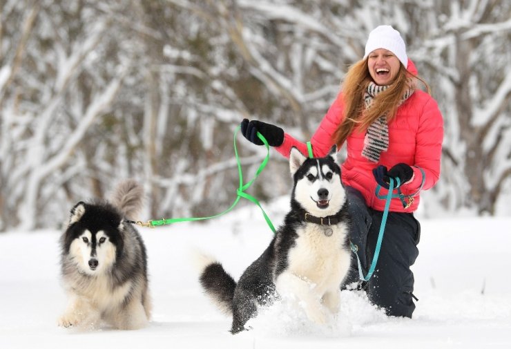 Avustralya’da 29. köpek kızak yarışları