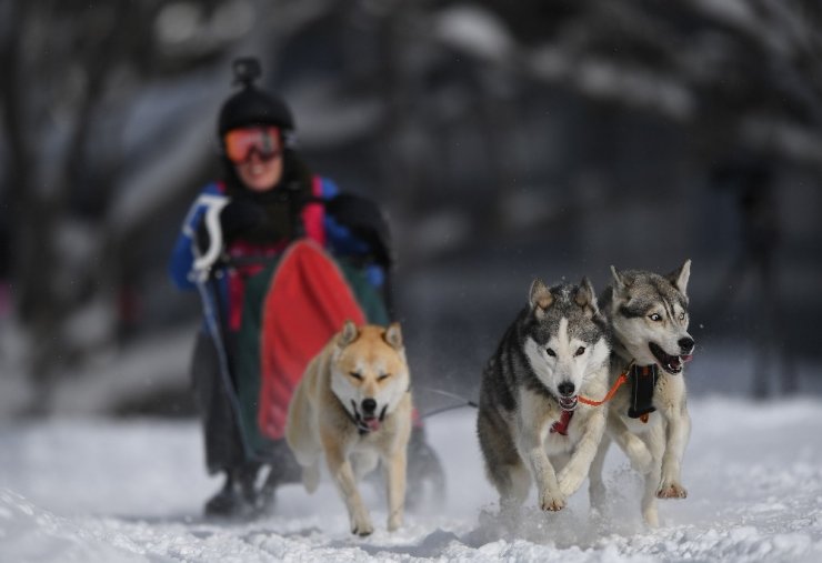 Avustralya’da 29. köpek kızak yarışları