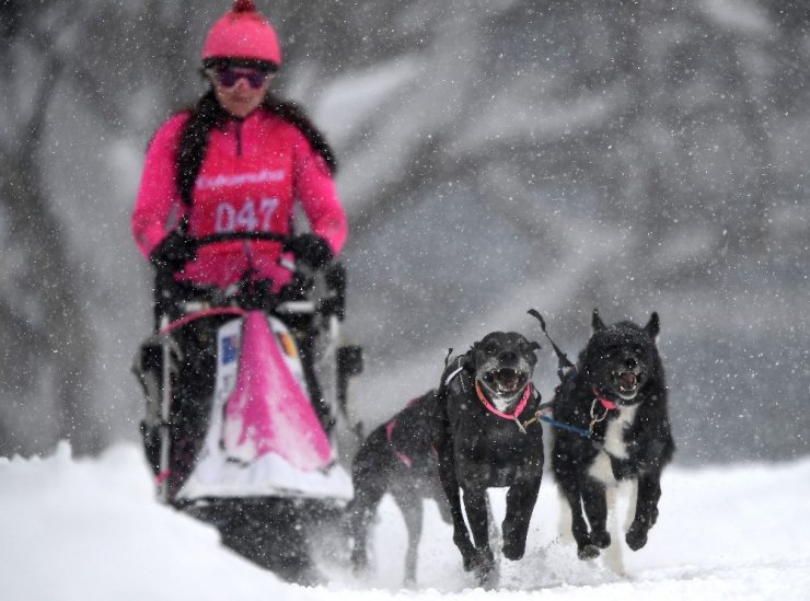 Avustralya’da 29. köpek kızak yarışları