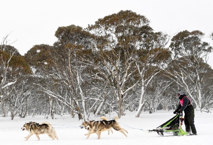Avustralya’da 29. köpek kızak yarışları