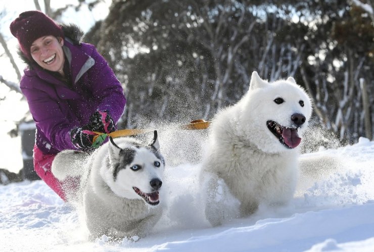 Avustralya’da 29. köpek kızak yarışları