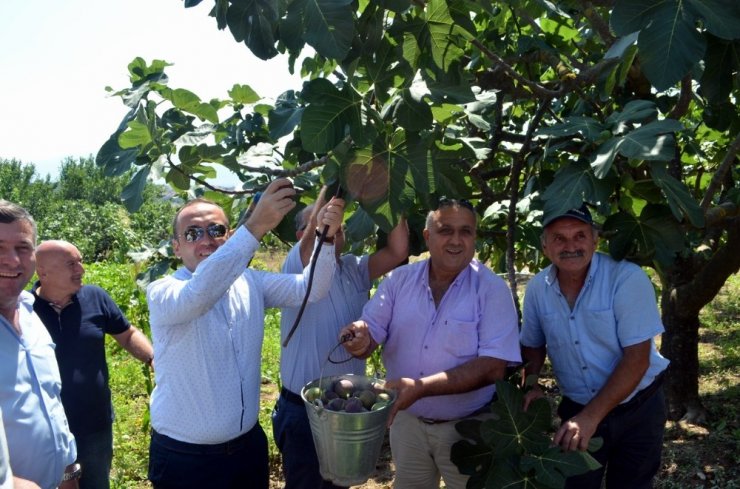 Mudanya’da siyah incir hasadı başladı