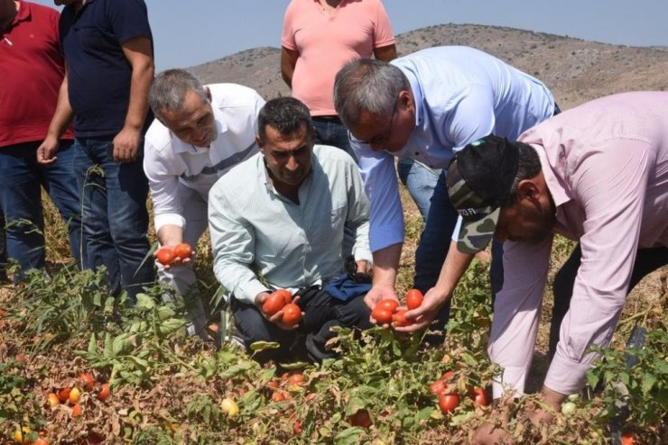 Vali Deniz, Akhisar’da domates hasadı yaptı