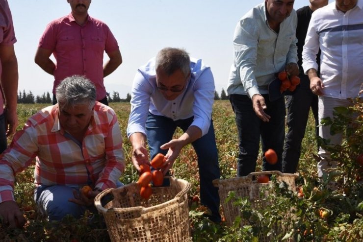 Vali Deniz, Akhisar’da domates hasadı yaptı