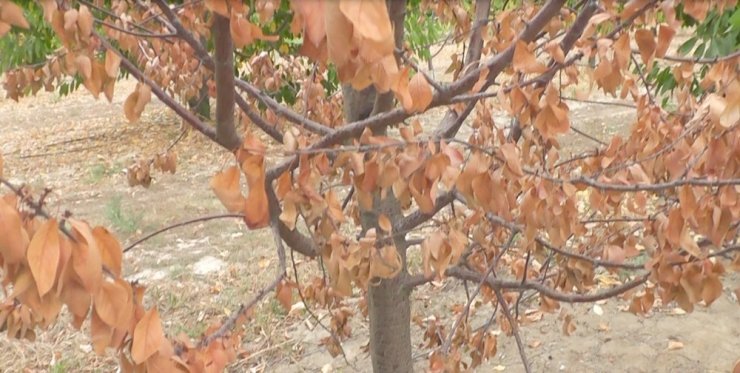 13 bin kiraz ve vişne ağacı susuzluktan kuruyor