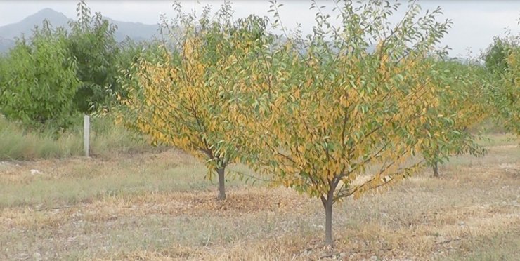 13 bin kiraz ve vişne ağacı susuzluktan kuruyor
