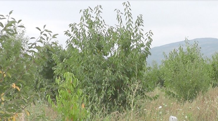 13 bin kiraz ve vişne ağacı susuzluktan kuruyor