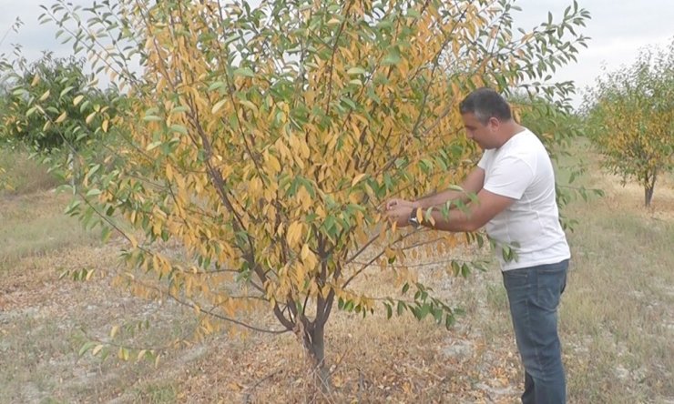 13 bin kiraz ve vişne ağacı susuzluktan kuruyor