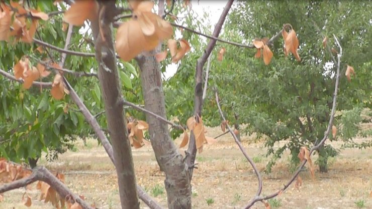13 bin kiraz ve vişne ağacı susuzluktan kuruyor
