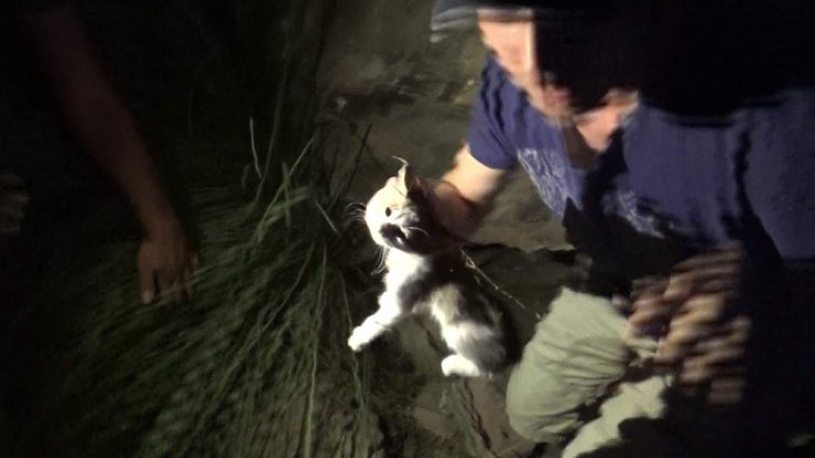Kayalıklarda mahsur kalan yavru kedi için seferber oldular