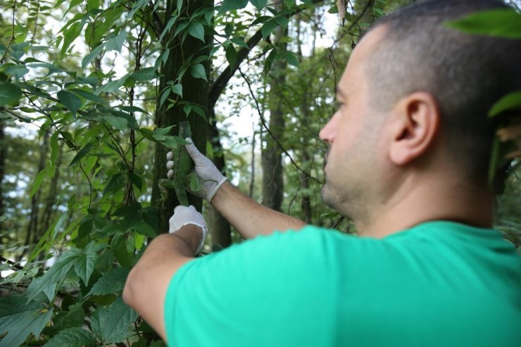 “Bahçemde büyük bir kertenkele var” ihbarı, iguananın yeni evine kavuşmasını sağladı