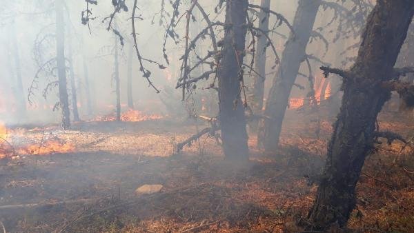 Ankara'da 10 hektar orman yandı