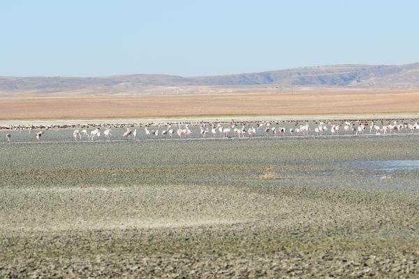 Düden Gölü kurudu, flamingoların yaşam alanı daraldı