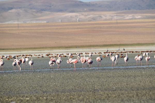 Düden Gölü kurudu, flamingoların yaşam alanı daraldı