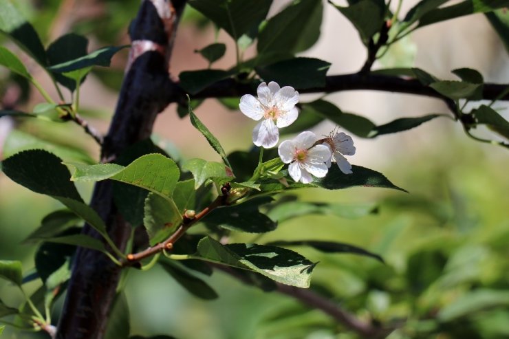 Gümüşhane’de iklimi şaşıran vişne ağacı sonbaharda çiçek açtı