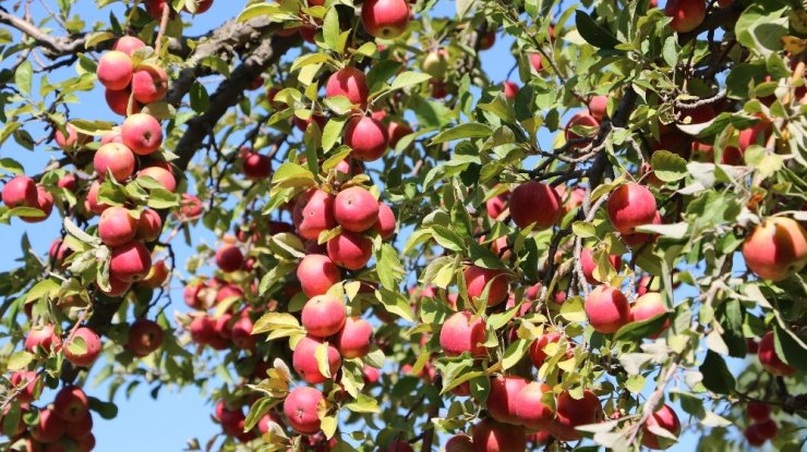 Niğde’de elma hasadı yapılıyor