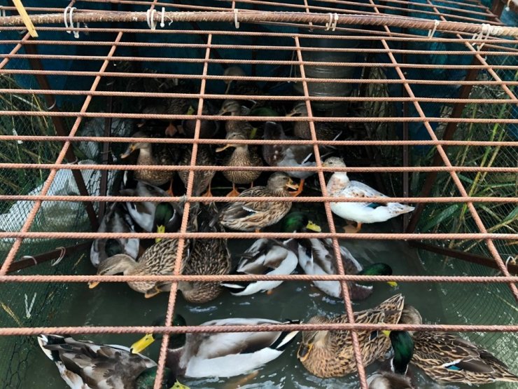 Avlanması yasak olan 27 yeşilbaşlı ördek kafeste bulundu
