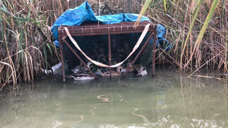 Avlanması yasak olan 27 yeşilbaşlı ördek kafeste bulundu