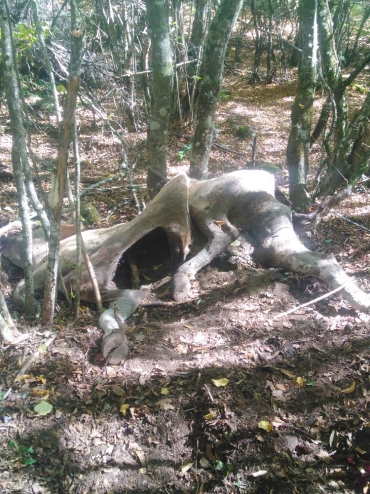 Kastamonu’da ayı büyükbaş hayvanı parçaladı
