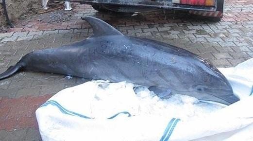 Beş yıldır gömülü olan yunusun iskeleti EÜ Tabiat Tarihi Müzesinde