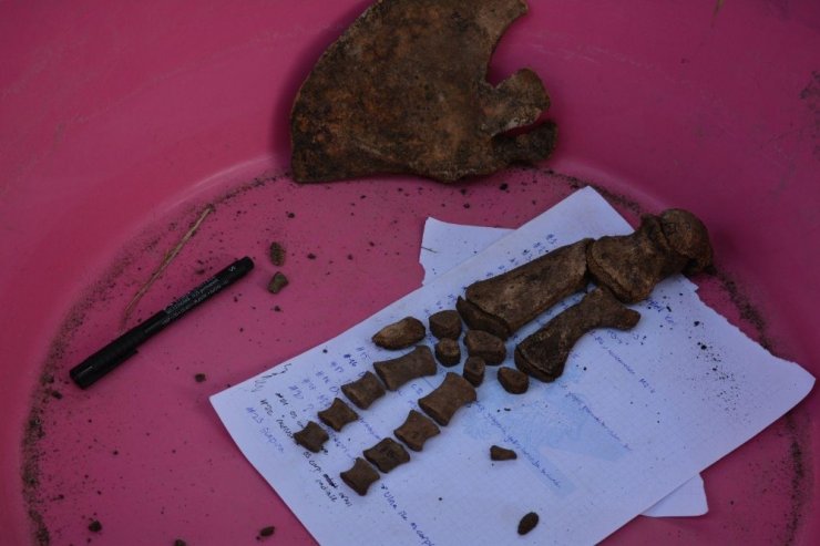Beş yıldır gömülü olan yunusun iskeleti EÜ Tabiat Tarihi Müzesinde