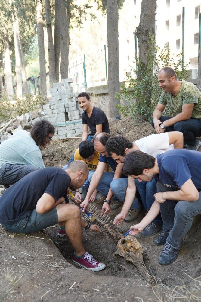 Beş yıldır gömülü olan yunusun iskeleti EÜ Tabiat Tarihi Müzesinde