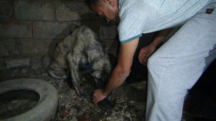İtfaiye ekipleri yavru köpeği boğulmaktan kurtardı