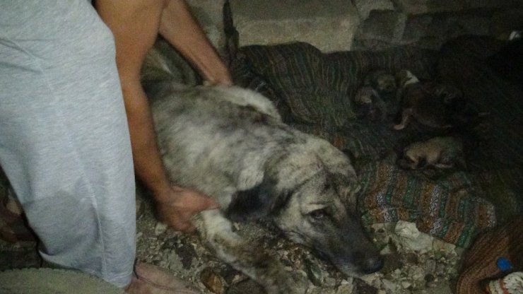 İtfaiye ekipleri yavru köpeği boğulmaktan kurtardı