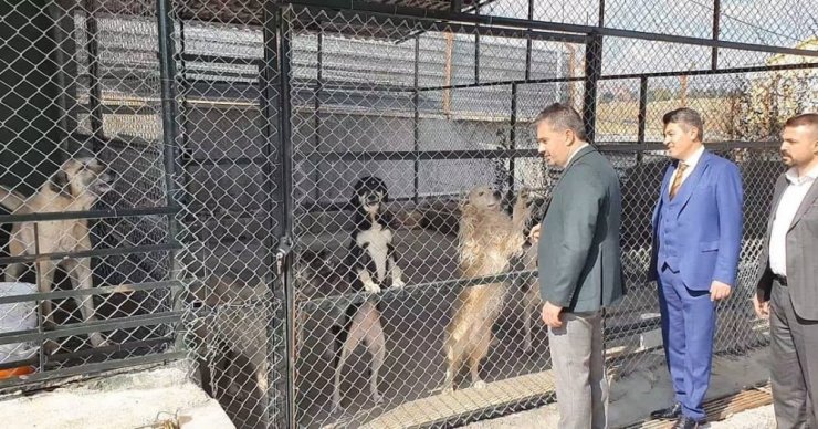 Pursaklar Belediyesi hayvan barınağı yenilendi