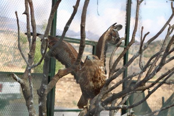 Sınır kapısında ele geçirilen maymunlar koruma altına alındı