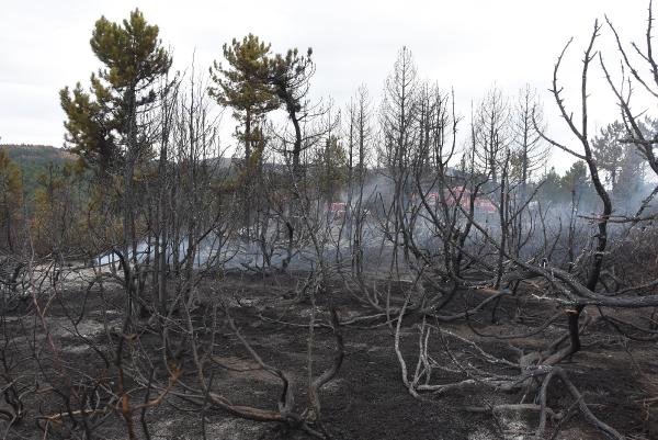 Kütahya’da 250 bin fidan dikildi, 3 hektar ormanlık alan yandı