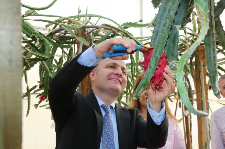 Akdeniz Üniversitesi Ziraat Fakültesi’nde tropik meyve hasadı