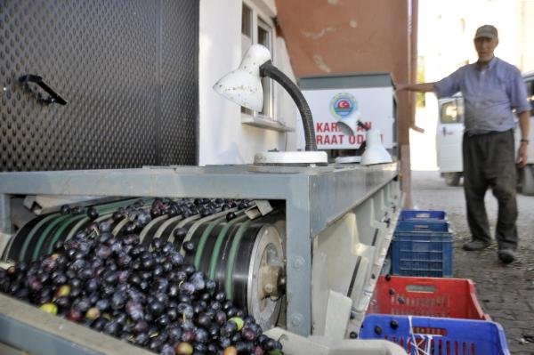 Karaman'da çiftçinin yeni gözdesi, zeytin üreticiliği 