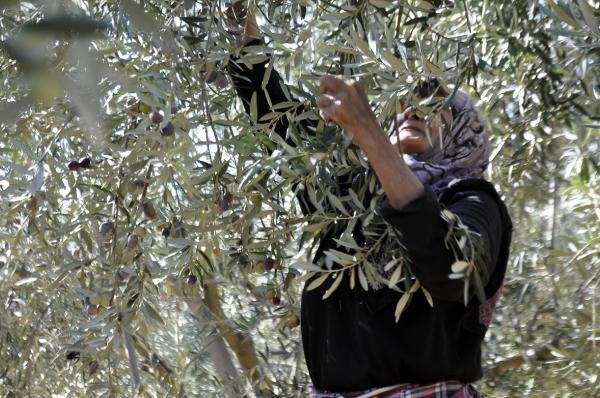 Karaman'da çiftçinin yeni gözdesi, zeytin üreticiliği 