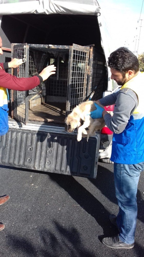 Tuşba Belediyesi ekipleri köpek yavrusuna sahip çıktı
