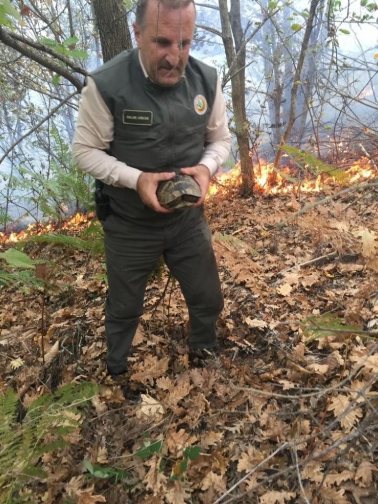 Yanan ormanda kaplumbağayı ormancı kurtardı