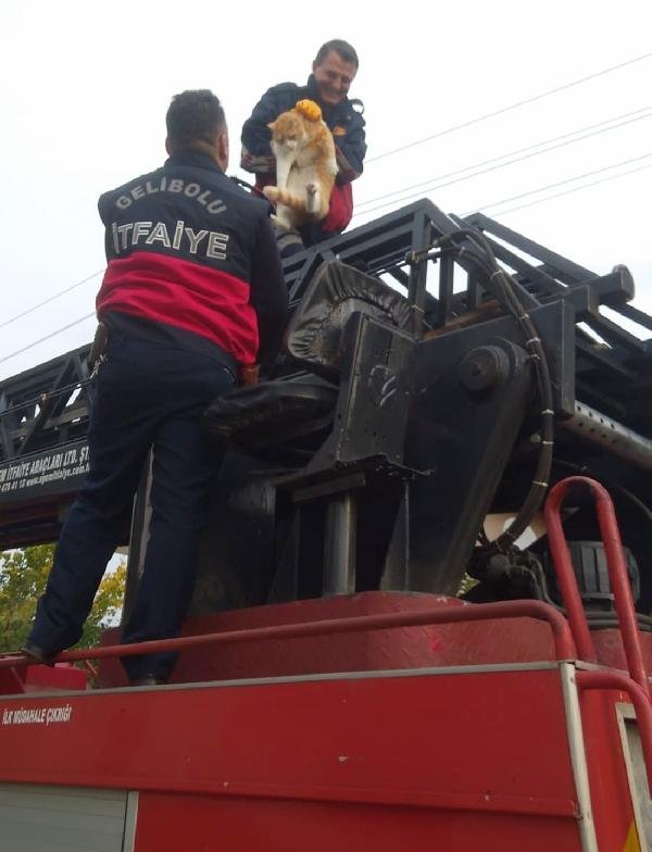 Yazlığın çatısında mahsur kalan 20 kiloluk kediyi itfaiye kurtardı